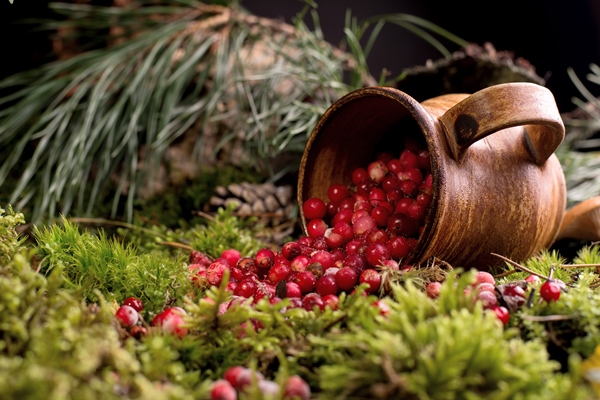red berries of ripe cranberries in a clay pot on a moss cover at forest floor - Детский квас