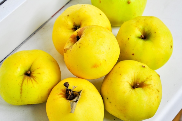 ripe antonov apples - Красносельский квас