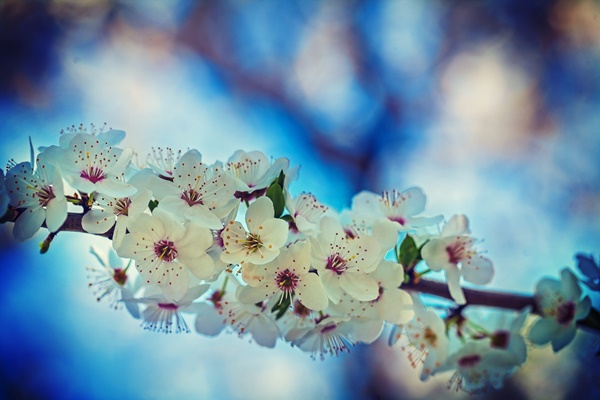 small branch of blossoming cherry tree instagram stile - Квас-борщ (румынская кухня)