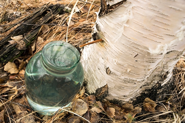 the collection of birch sap in the woods 1 - Квас из берёзового сока на дрожжах