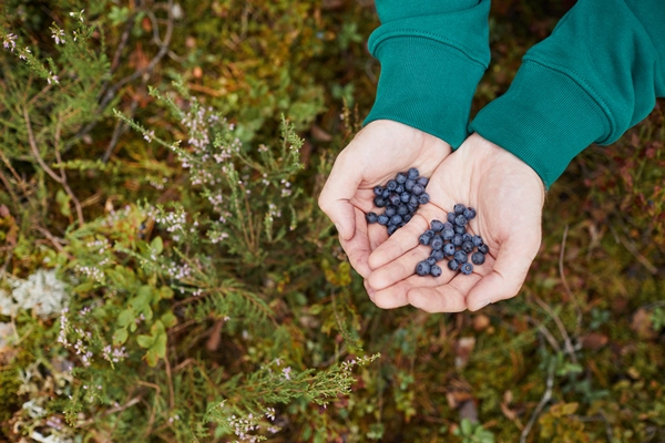 top view close up of male hands holding blueberries in forest hiking traveling and fresh produce con - Компот из черники простой