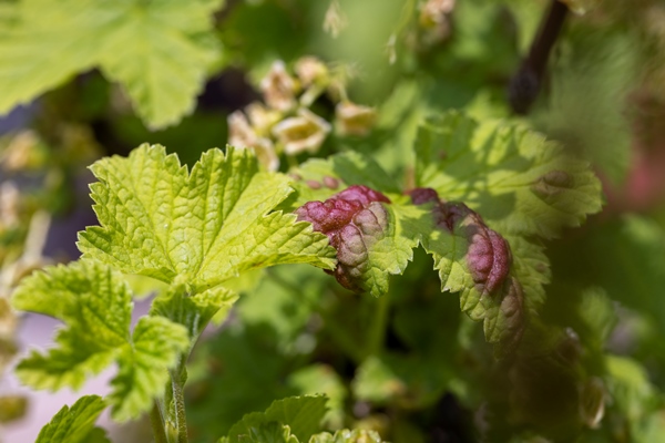 young inflorescence of currant flowers in spring - Сладкий квас