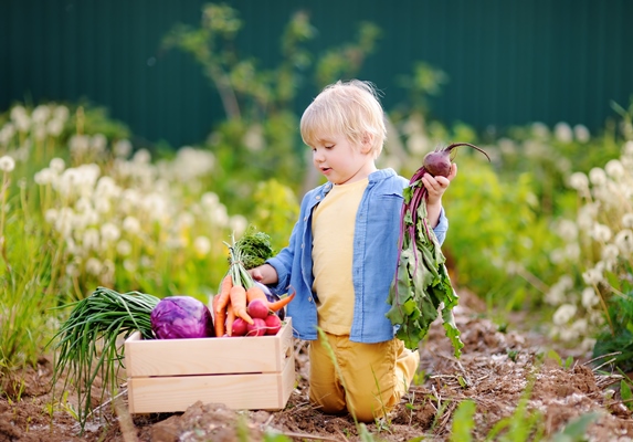 cute little boy holding fresh organic beet in domestic garden 1 - Винегрет