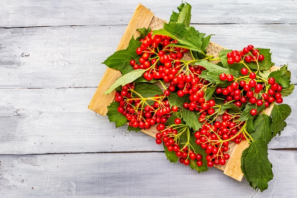 fresh red viburnum berries with green leaves on branches - «Холодное» варенье из калины