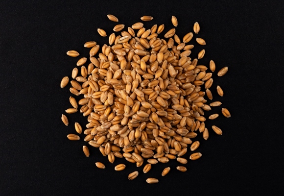 pile of wheat grains isolated on black - Кутия с инжиром