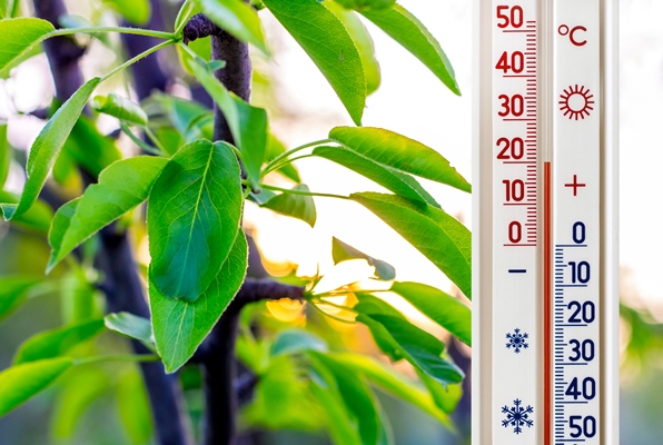 the thermometer on the of the pear leaves shows a temperature of plus 20 degrees - Варёные яйца вкрутую