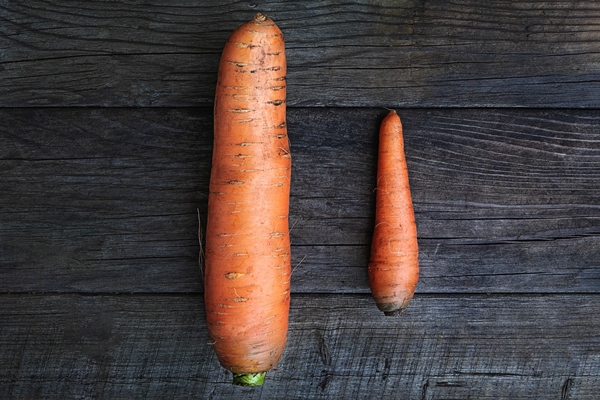 big and small carrots as a symbol of rivalry and male self esteem idea - Варёная морковь