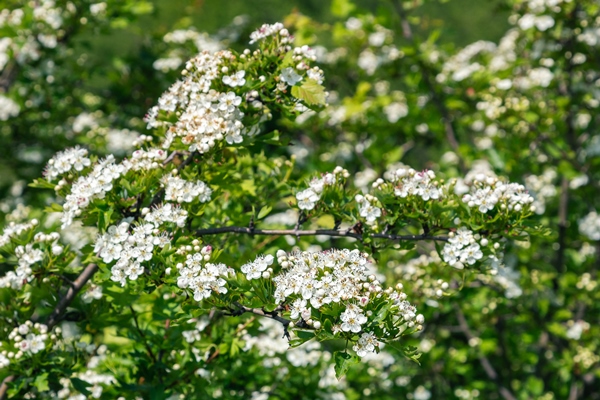 crataegus monogyna known as common hawthorn oneseed hawthorn or singleseeded hawthorn is a species of hawthorn native to europe northwest africa and western asia it can be an invasive weed - Чай с боярышниковым цветом