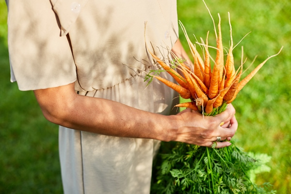 hands of woman holding branch of raw organic carrots - Морковные оладьи