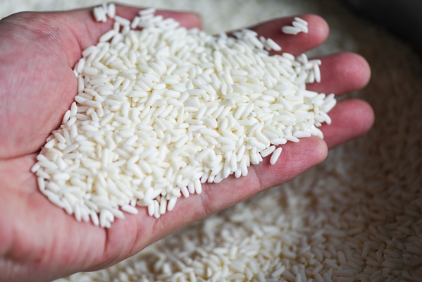 jasmine white rice on hand in sack harvest rice and food grains cooking concept - Грибной постный плов