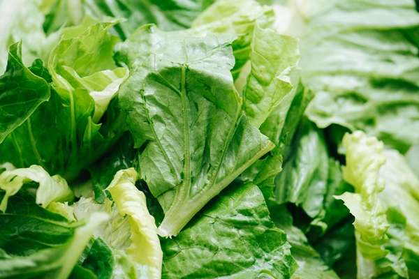 lettuce chopped in big pieces close up green leaf like structures - Постный салат с мандаринами