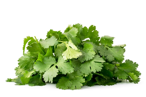 pile of fresh cilantro leaves close up on a white background isolated - Постный соус "Киндзмари"