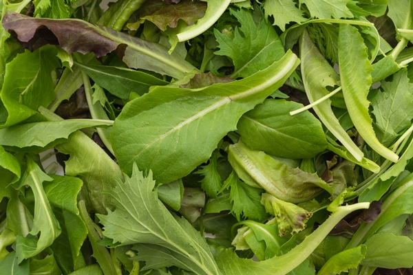 salad mix with rucola frisee radicchio and lamb s lettuce - Салат фруктовый со шпинатом и гранатом