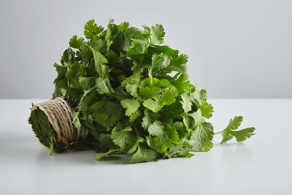 batch fresh parsley cilantro tied with craft rope isolated whte table - Харчо