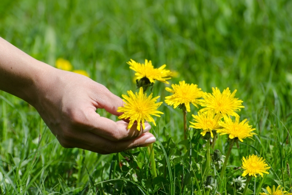 closeup shot of a human hand cropping a yellow dandelion from the green grass - Молочный напиток из одуванчиков