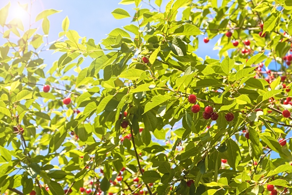 eco cherry in the sunny garden ripe cherries hanging from a cherry tree branch in the orchard sun light on fruits cherry orchard in summer - Кваша украинская постная