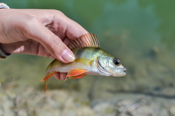fish perch in the hands of a fisherman - Уха осветлённая