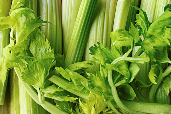 close up texture of celery - Салат с колбасой или ветчиной