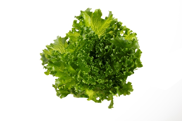 salad leaves bio lettuce isolated - Салат со сметаной и яйцом под пикантным соусом