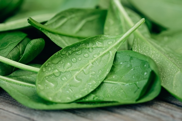 wet fresh green baby spinach leaves on a wooden background - Творожный пудинг со шпинатом