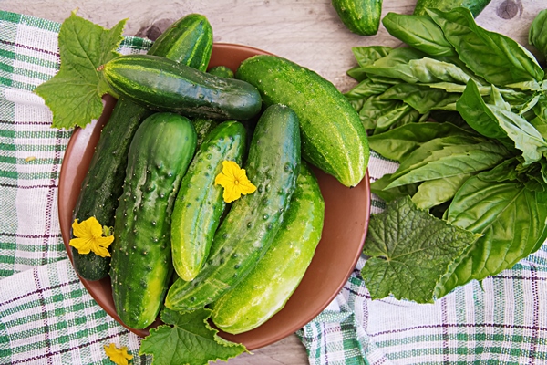 fresh cucumbers from the garden on the table in the summer garden top view - Соус винегрет