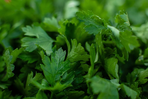 fresh green parsley grass - Монастырская кухня: оладьи из картофеля, жареные яблоки и сорбет