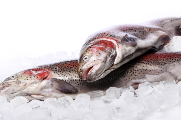fresh trout on ice isolated on white - Монастырская кухня: архиерейская солянка, постный "Наполеон"