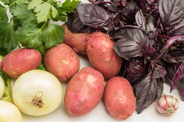fresh vegetables potatoes and bunches of parsley and basil close up white background - Монастырская кухня: луковый суп с капустой, свекольные котлеты