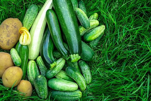 harvest fresh vegetables potatoes cucumbers zucchini on green grass - Котлеты из разностей с маслом