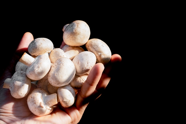 white mushrooms in a hand on a black background - Блинчатый пирог с грибами
