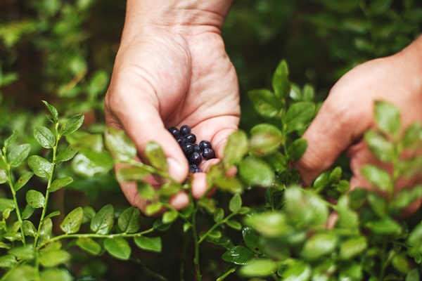 man picks blueberries in the forest blueberry bushes in the forest 1 - Лечебный стол (диета) № 3 по Певзнеру: таблица продуктов и режим питания