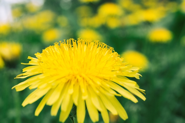 bee on yellow dandelion flower - Сырная закуска с цветками одуванчика