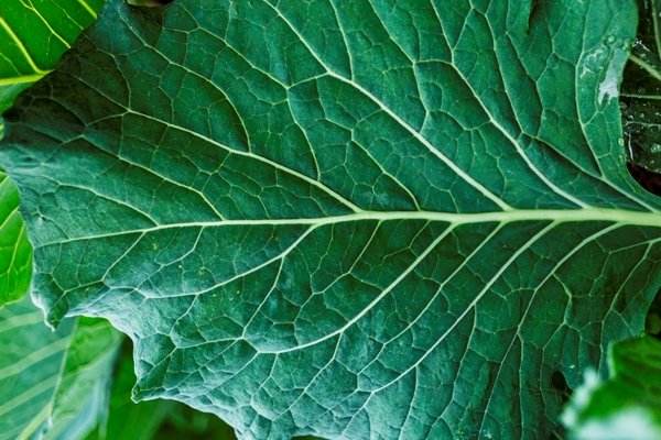chard leaf - Голубцы из листьев лопуха мясные