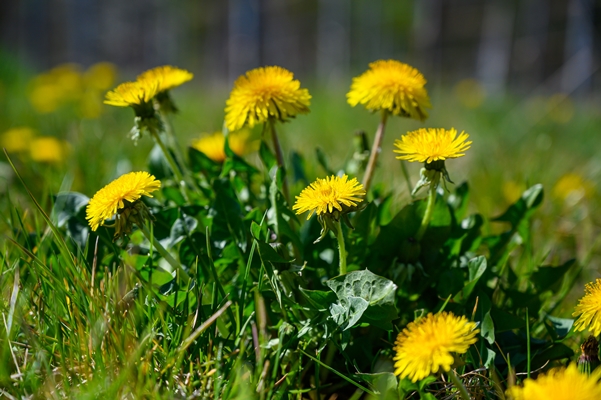 selective focus shot of beautiful yellow flowers on a grass covered field - Греческий суп с одуванчиками