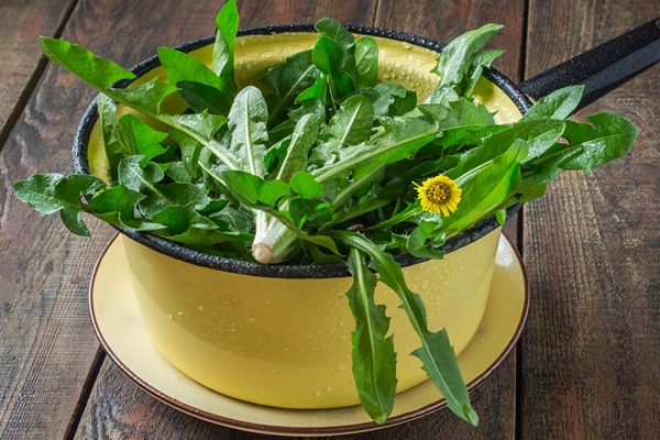 washed dandelion leaves in a colander prepared for spring vitamin salad on a wooden table - Салат из одуванчиков с яйцом