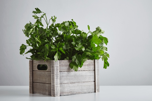 wooden box with fresh green parsley and cilantro isolated on white table side view - Суп из лосося с яблоками
