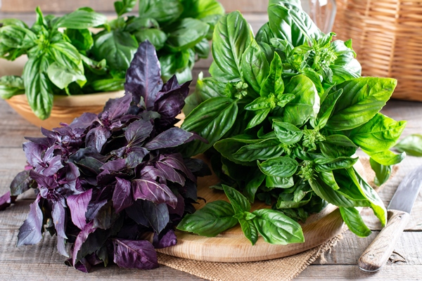 fresh basil leaves on a cutting board on a wooden table green and purple basil concept of healthy eating - Рататуй под соусом пепперад, постный стол