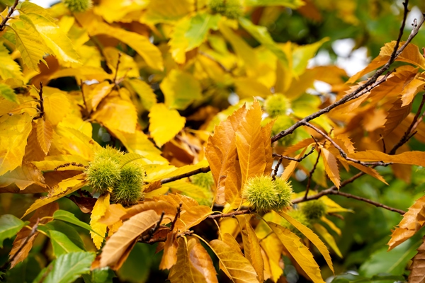 autumnal texture of chestnut trees with ripe chestnuts selective focus - Жареные каштаны: польза, противопоказания, рецепт приготовления