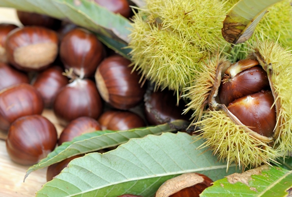 fresh chestnuts in bug - Каштановый крем