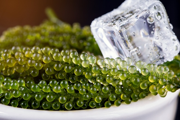 sea grapes green caviar seaweed - Съедобные водоросли