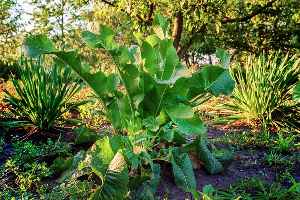 horseradish bush in the garden a perennial plant widely distributed in cooking and medicine - Русский столовый хрен