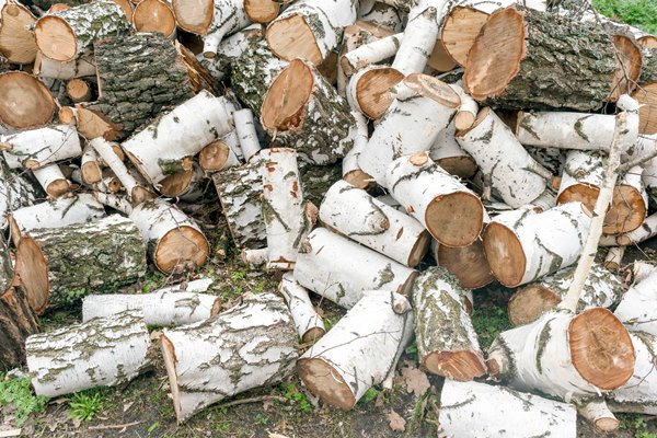 a bunch of birch logs firewood harvesting - Организация трапезы в походе: хранение продуктов, походная кухня, утварь, меню