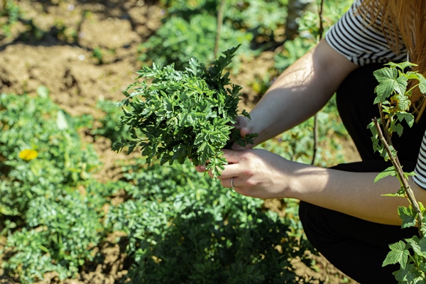 a woman s hand picks parsley leaves in the garden - Использование в пищу огородной и дикорастущей зелени
