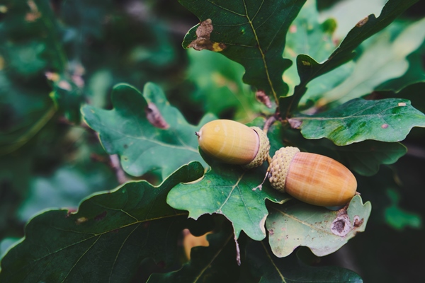 acorns - Мука (крупа) из жёлудей