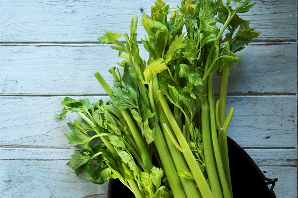 aerial view of fresh celery - Использование в пищу огородной и дикорастущей зелени