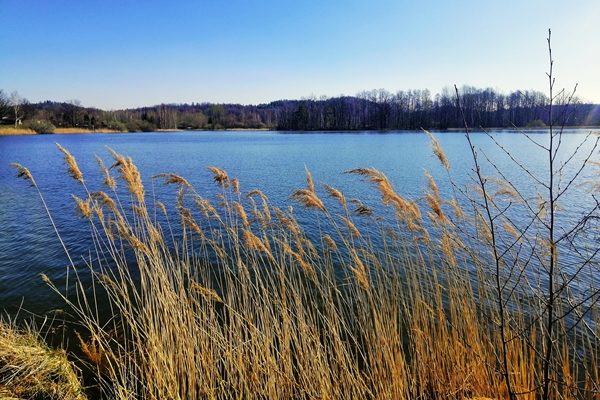 beautiful shot of common reed on the shore of the lake in jelenia gora poland - Мука и "спаржа" из рогоза и тростника