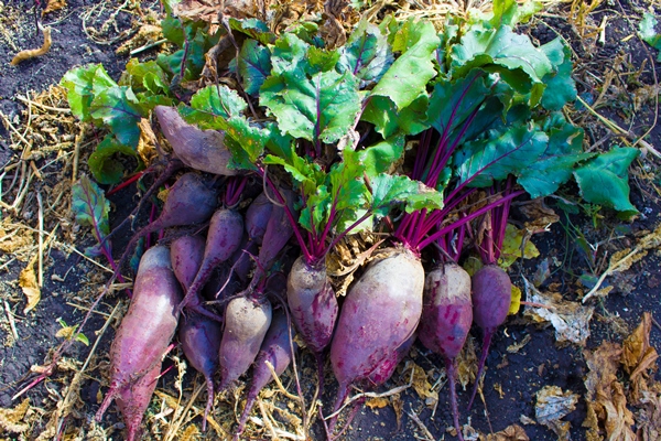 beets with tops lying on the ground in the garden organic farming concept - Использование в пищу огородной и дикорастущей зелени