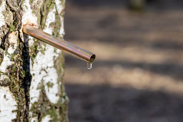 birch sap drops in a springtime birch juice or water in a forest - Рецепты выживания в лесу
