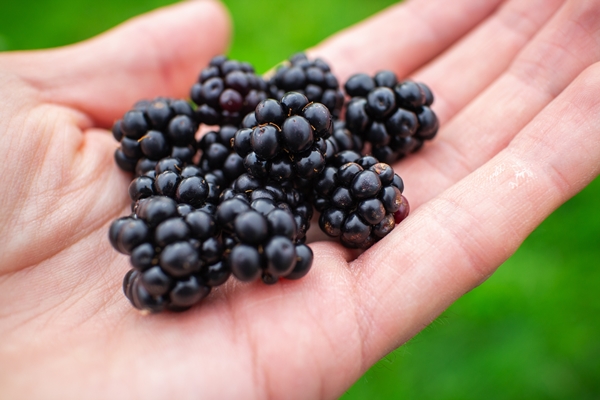 closeup of a person holding blackberries in a field under the sunlight with a blurry background - Рецепты выживания в лесу