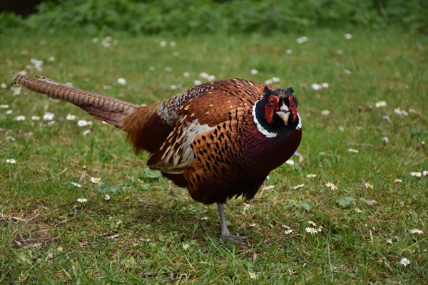 common pheasant standing in a grass clearing in england - Секреты приготовления дичи